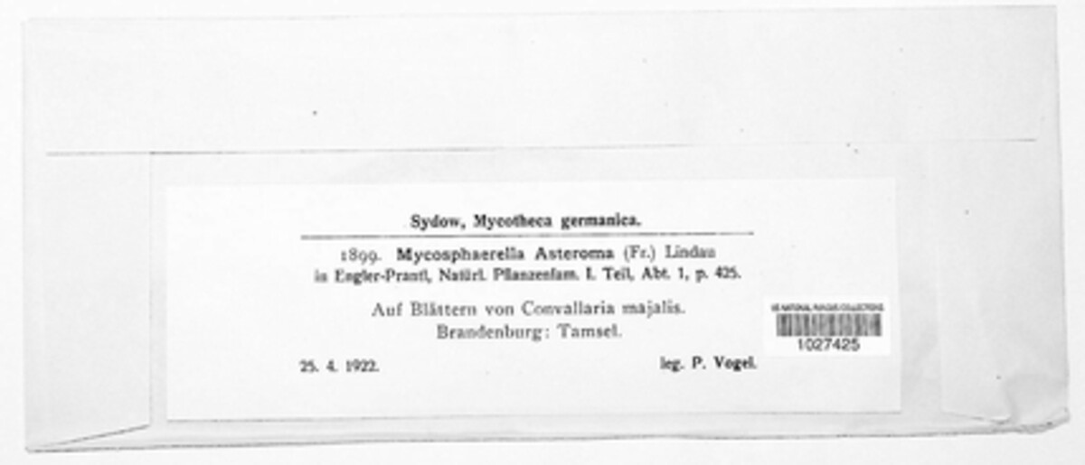 Mycosphaerella asteroma image